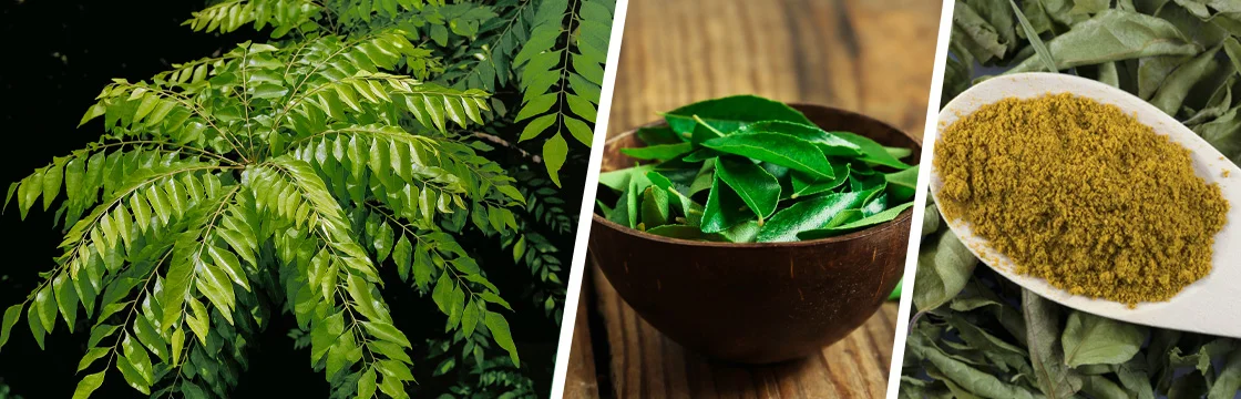 Iahas-Curry Leaves