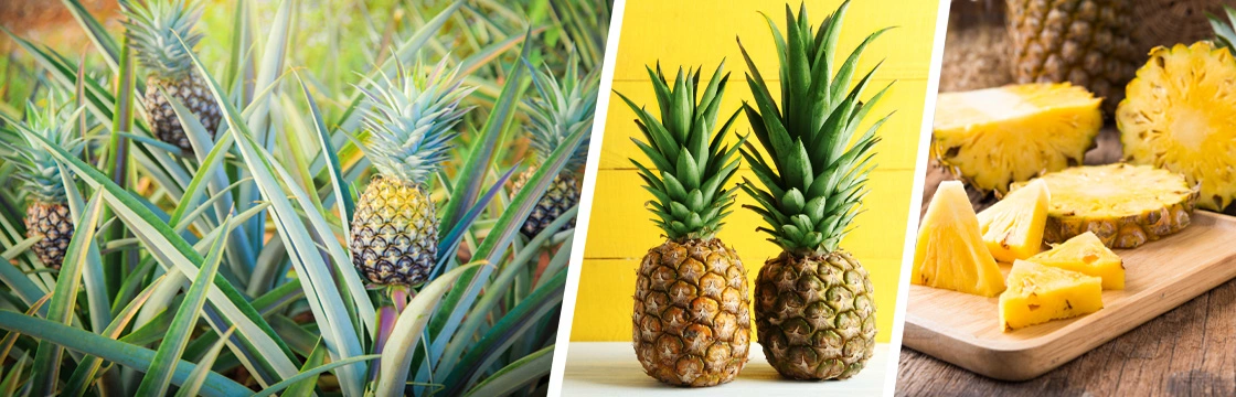 Iahas-Ananas-Pineapple
