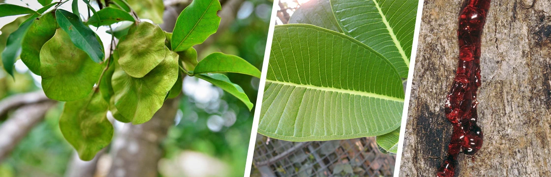 Iahas-Vijaysar-Pterocarpus marsupium