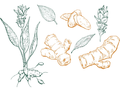 Iahas-turmeric-curcumin-roots--origin-image