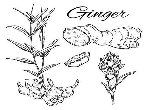 Iahas-drawn-ginger-sketch-growing-for-image