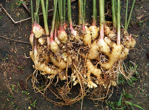 Iahas-ginger-roots-image